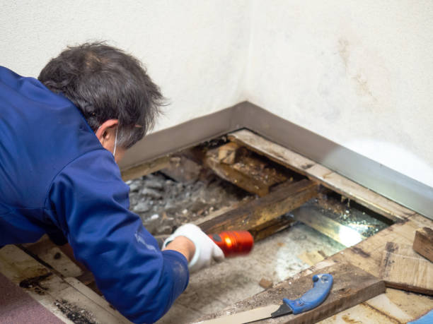 Best Residential Mold Removal  in Irvine, KY