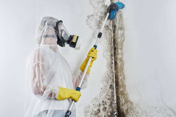 Crawl Space Mold Removal in Irvine, KY