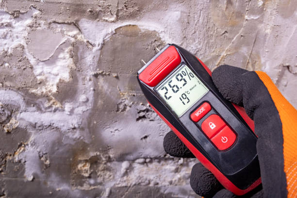 Best Mold Remediation  in Irvine, KY