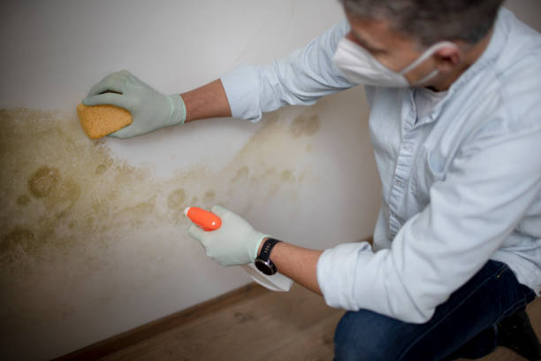 Best Mold Damage Repair  in Irvine, KY