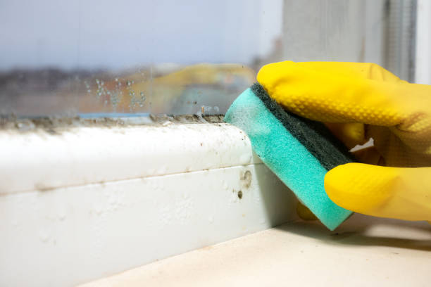 Best Black Mold Removal  in Irvine, KY