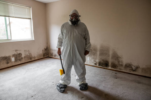 Best Fast Mold Removal  in Irvine, KY
