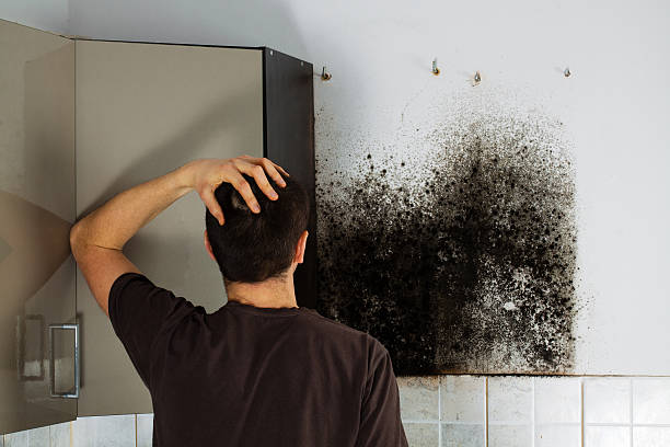 Best Best Mold Removal Companies  in Irvine, KY