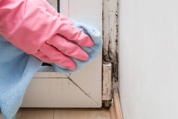 Best Crawl Space Mold Removal  in Irvine, KY