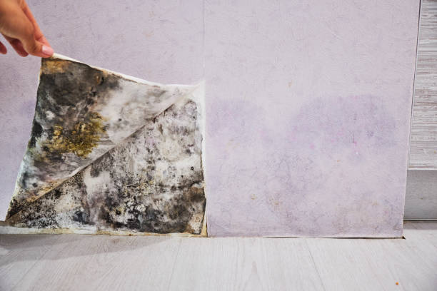 Best Commercial Mold Removal  in Irvine, KY